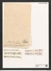 Eunotia robusta var. intermedia (Grun.) (de-Toni-Nr.: Genus 104, Species 3185) Zeichnungen Sammlung Grunow (NHMW-BOT-W0375267)